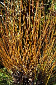 SALIX ALBA VITELLINA BRITZENSIS