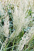 CALAMAGROSTIS BRACHYTICHA