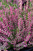 CALLUNA VULGARIS ANGIE