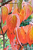 CORNUS FLORIDA SPRING SONG