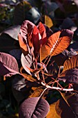 COTINUS GRACE