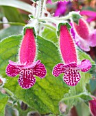 KOHLERIA JESTER