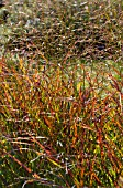 PANICUM SHENANDOAH