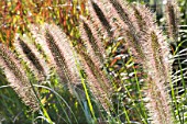 PENNISETUM CASSIANS CHOICE