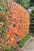 PRUNUS AVIUM  COLNEY & SUNBURST