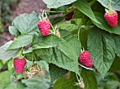 RUBUS IDAEUS JOAN J