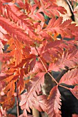 SORBUS AUCUPARIA ASPLENIIFOLIA