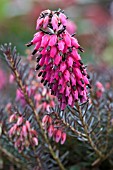 ERICA CARNEA NATHALIE