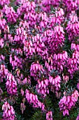 ERICA CARNEA WINTERFREUDE