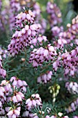 ERICA X DARLEYENSIS AURELIE BREGEON