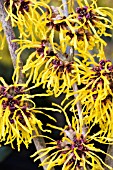 HAMAMELIS X INTERMEDIA BRAMSTED GOLD