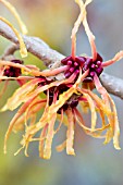 HAMAMELIS X INTERMEDIA VESNA