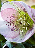 HELLEBORUS X HYBRIDUS