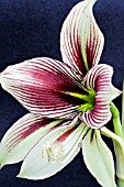 HIPPEASTRUM PAPILIO