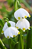 LEUCOJUM VERNUM