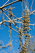 RHUS VERNICIFLUA