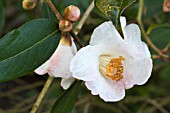 CAMELLIA CORNISH SNOW