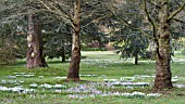 CROCUS TOMMASINIANUS & GALANTHUS NIVALIS