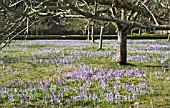 CROCUS TOMMASINIANUS