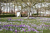 CROCUS TOMMASINIANUS