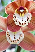 CYMBIDIUM HYBRID