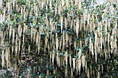 GARRYA ELLIPTICA