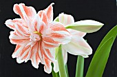 HIPPEASTRUM DANCING QUEEN