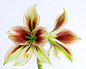 HIPPEASTRUM PAPILIO