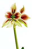 HIPPEASTRUM PAPILIO