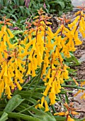 LACHENALIA ALOIDES NELSONII