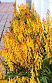 LACHENALIA ALOIDES