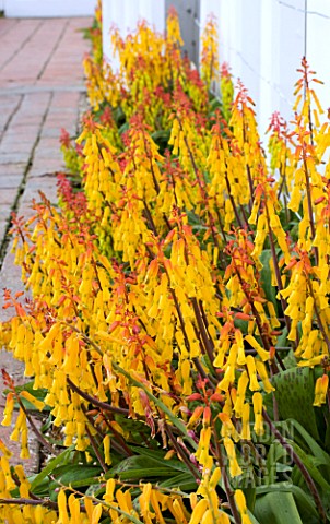 LACHENALIA_ALOIDES