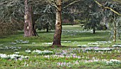 CROCUS TOMMASINIANUS & GALANTHUS NIVALIS