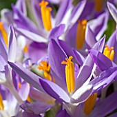 CROCUS TOMMASINIANUS