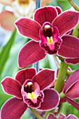 CYMBIDIUM HYBRID