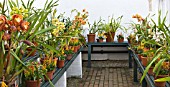 DISPLAY HOUSE WITH ORCHIDS & LACHENALIA