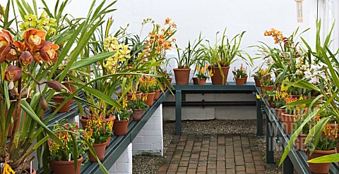 DISPLAY_HOUSE_WITH_ORCHIDS__LACHENALIA
