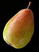 PEAR LOUISE BONNE DE JERSEY