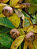 MEDLAR (MESPILUS GERMANICA)