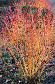 CORNUS SANGUINEA MIDWINTER FIRE