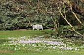 CROCUS TOMMASINIANUS