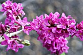 DAPHNE MEZEREUM RUBRA