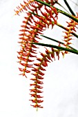 DENDROCHILUM WENZELII