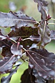 PITTOSPORUM TENUIFOLIUM ATROPURPUREUM