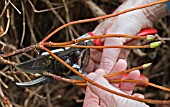 PRUNING HYDRANGEA PETIOLARIS