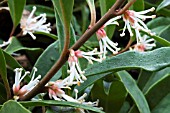 SARCOCCA HOOKERIANA