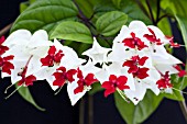 CLERODENDRUM THOMSONIAE