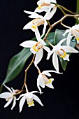 COELOGYNE LACTEA