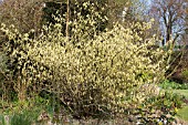 CORYLOPSIS SPICATA