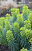 EUPHORBIA CHARACIAS WULFENII